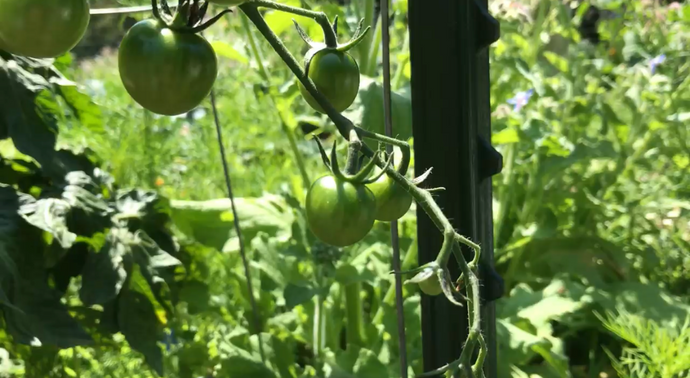 The Basics of Growing Organic Vegetables at Home